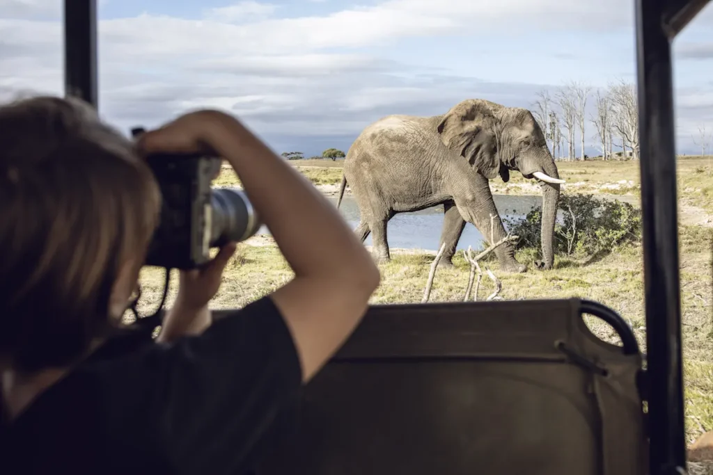 Une femme qui prend des éléphants en photo